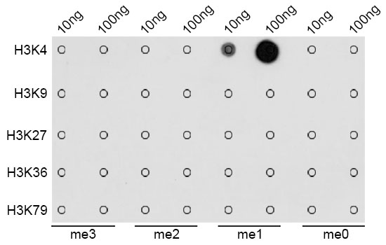 Dot blot analysis of all sorts of methylation peptides using GTX54100 Histone H3K4me1 (mono-methyl Lys4) antibody.